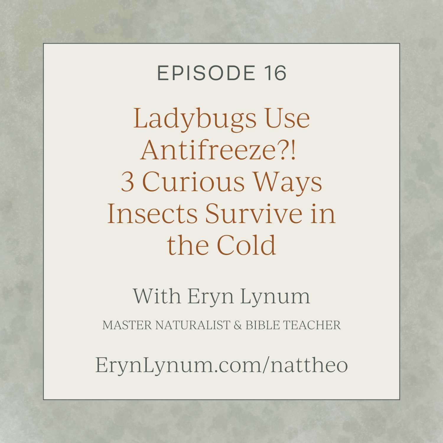 Ladybugs Use Antifreeze?! 3 Curious Ways Insects Survive in the Cold