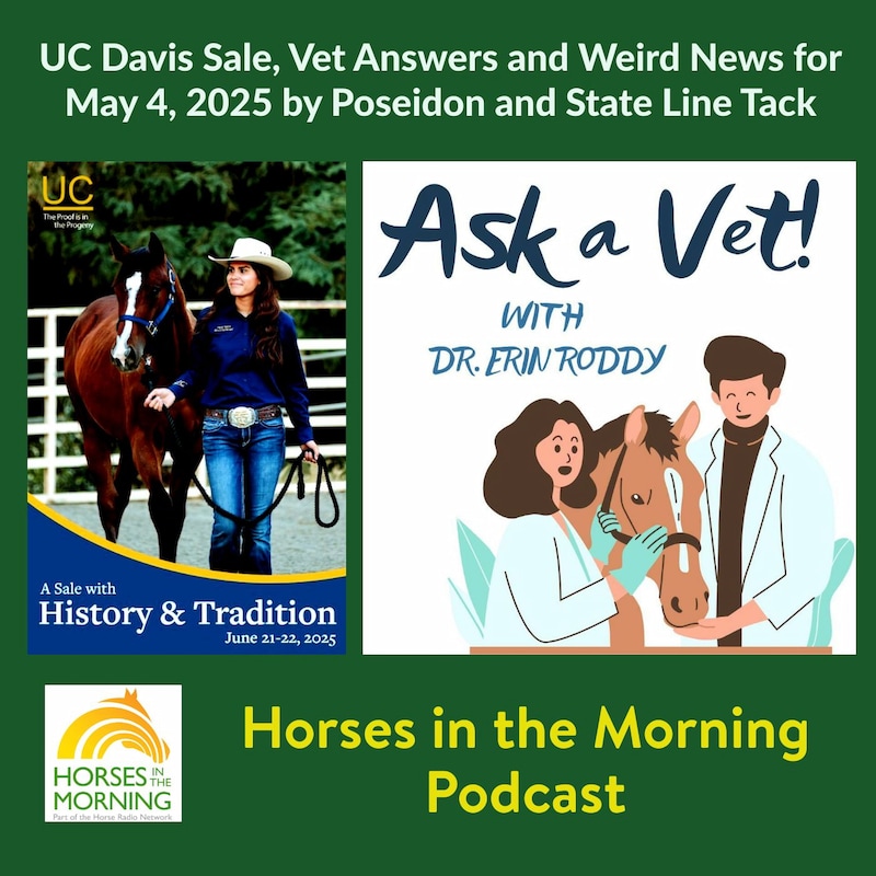 Artwork for podcast HORSES IN THE MORNING