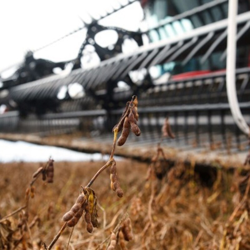 Artwork for podcast AHDB Food & Farming