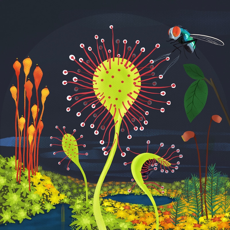 Artwork for podcast Future Ecologies