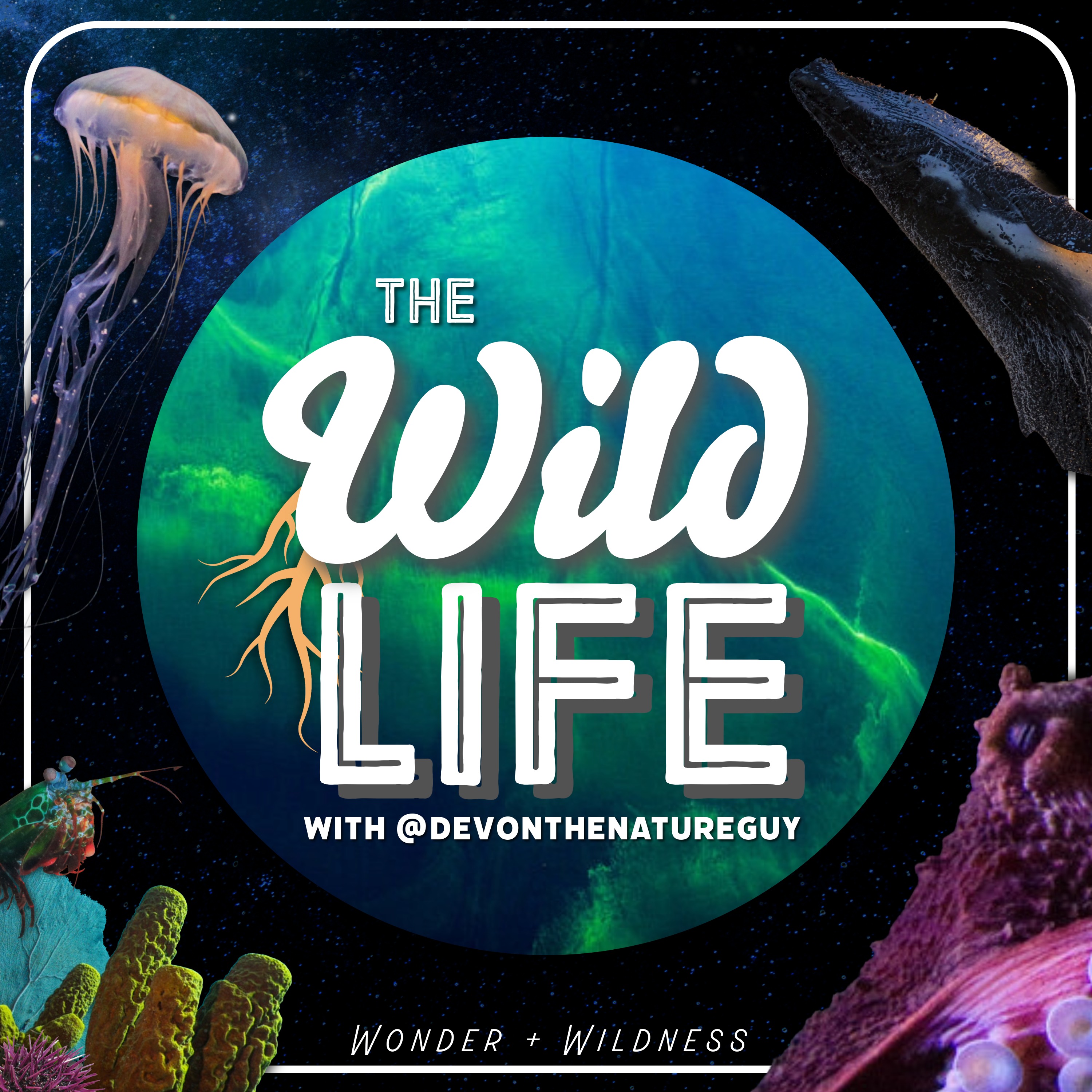 Show artwork for The Wild Life