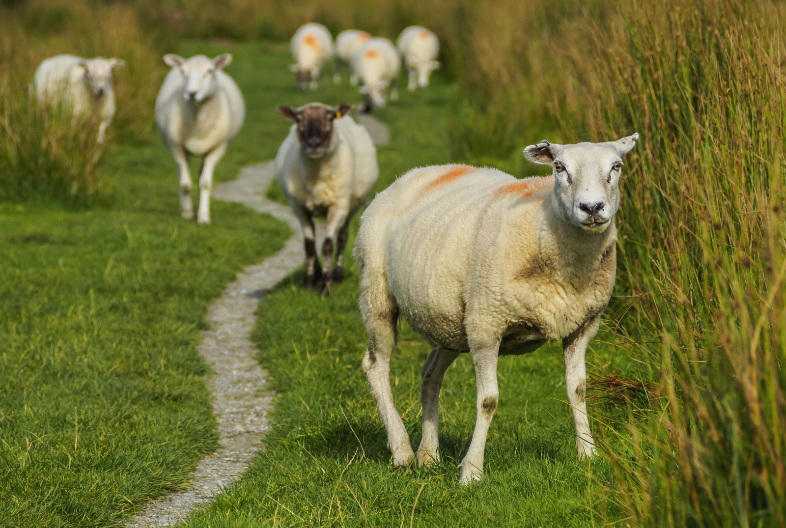 S1: Sustainable Sheep Systems – Getting on top of lameness
