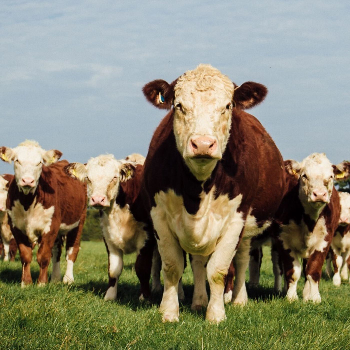 AHDB Food & Farming