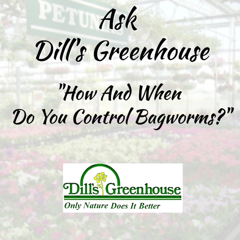 Artwork for podcast Ask Dill's Greenhouse