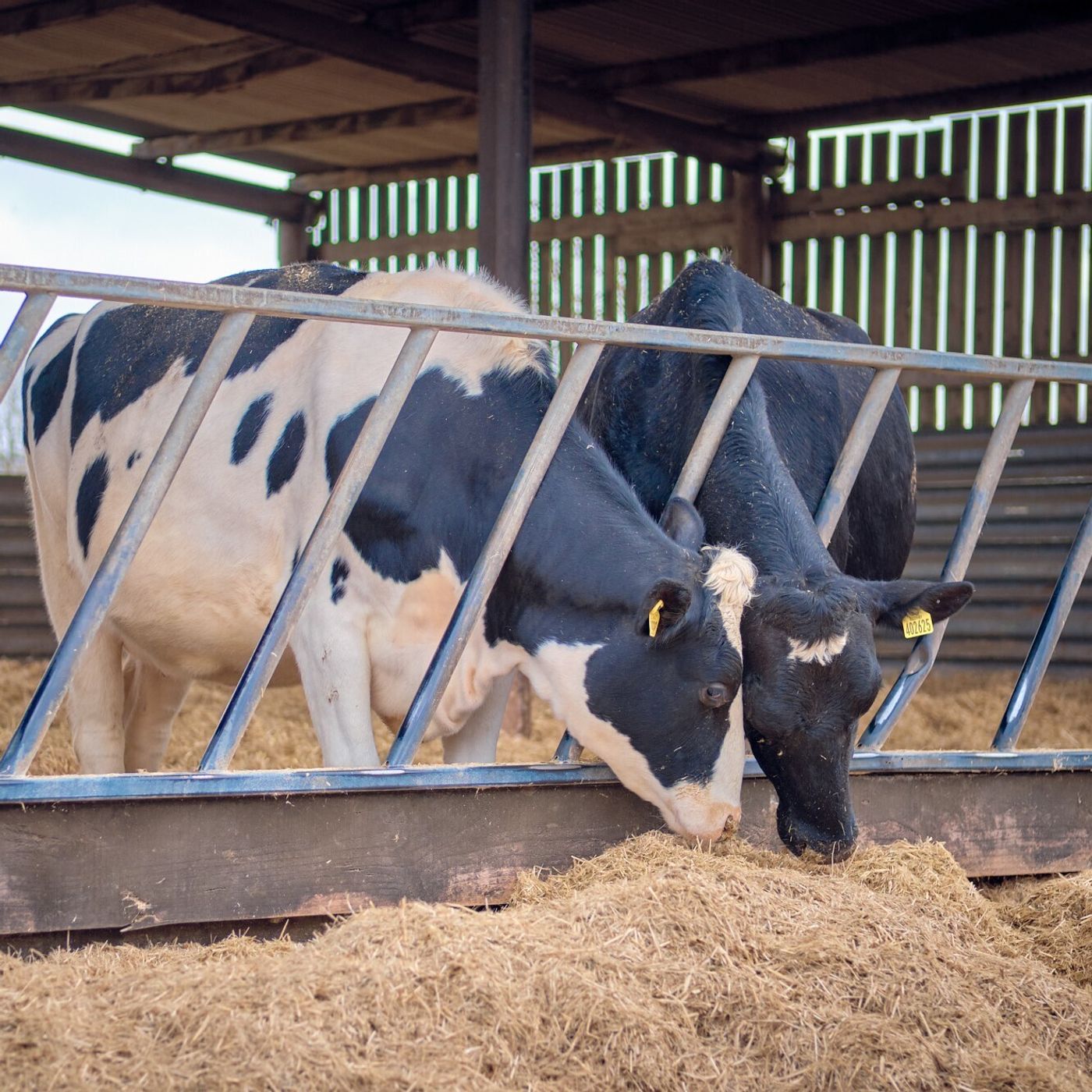 AHDB Food & Farming