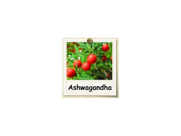 Long Term Beneficial Effects of Tonic Herbs and Adaptogens episode artwork