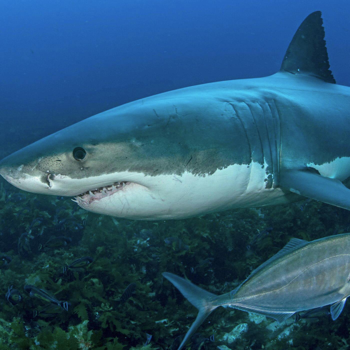 Great White Shark Ocean Floor Cage Diving in Australia with James Stewart