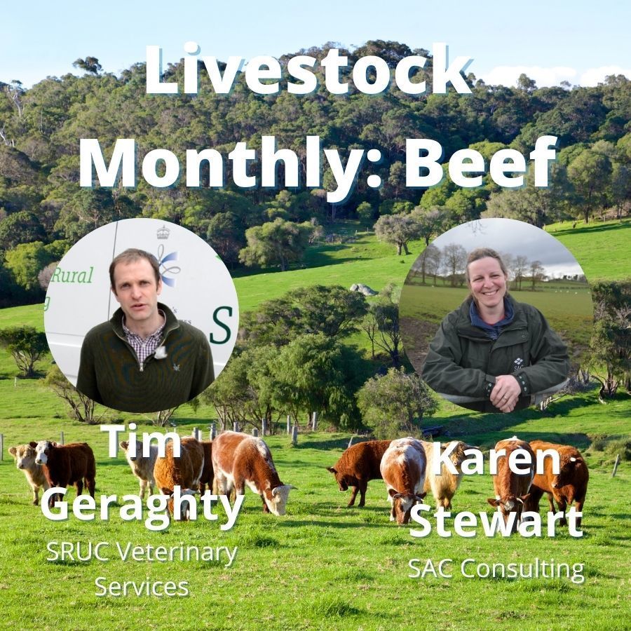S1: Livestock Monthly: Beef