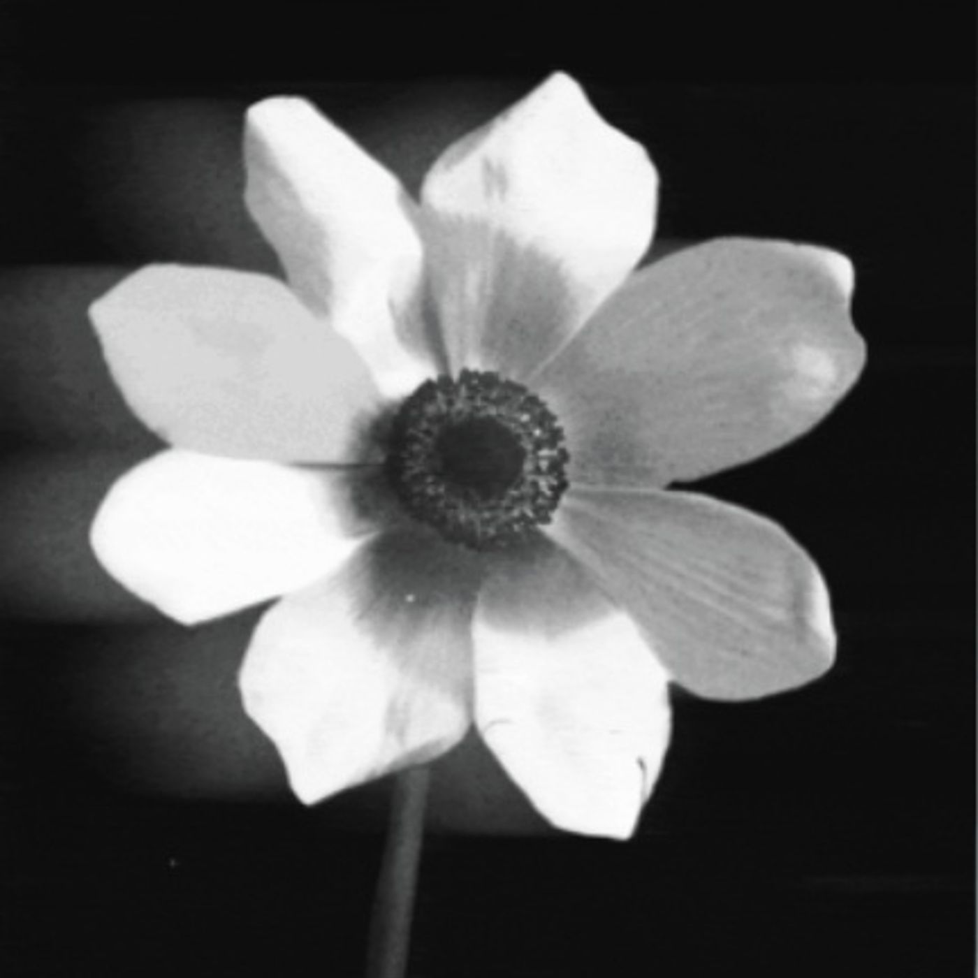 petal surprises - ariana grande episode artwork