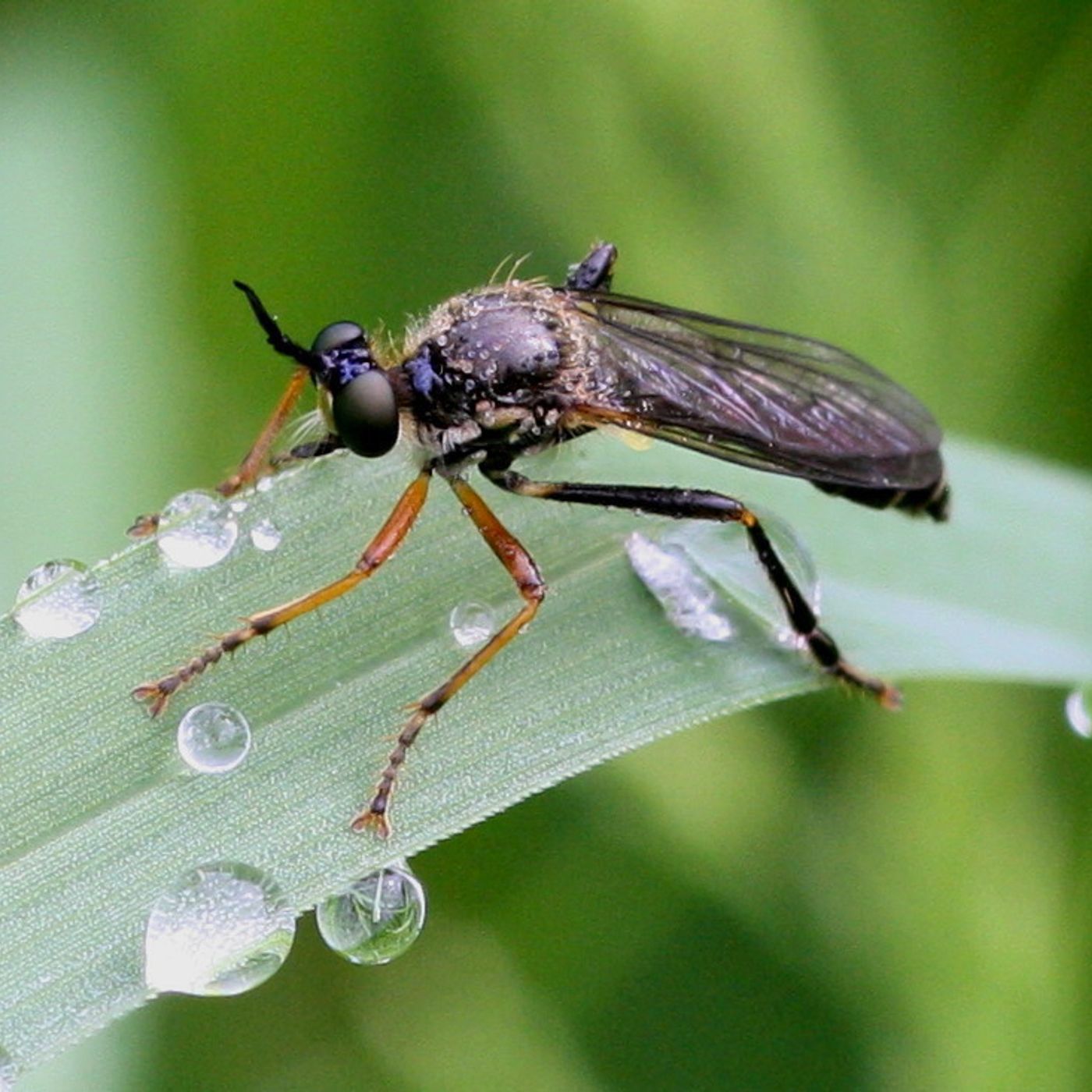 74: Integrated pest management (IPM) with Jon Knight, Rob Fox, Emma Hamer and Alison Stewart