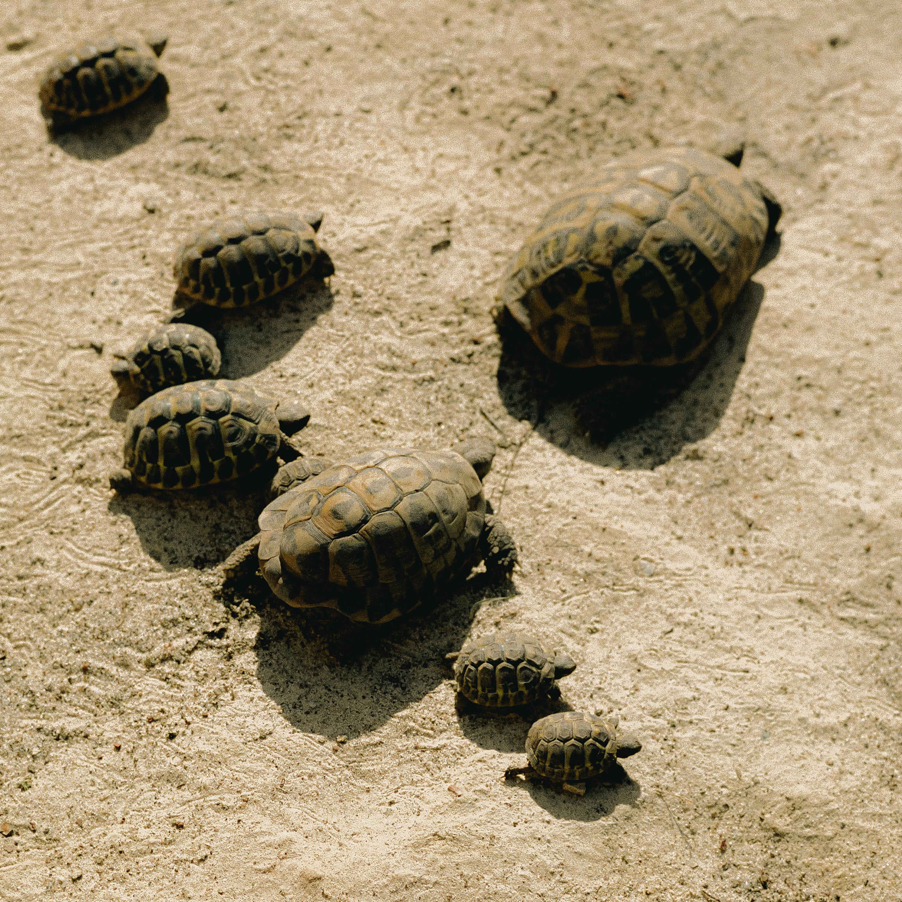 Tortoise Station – Lydia Millet