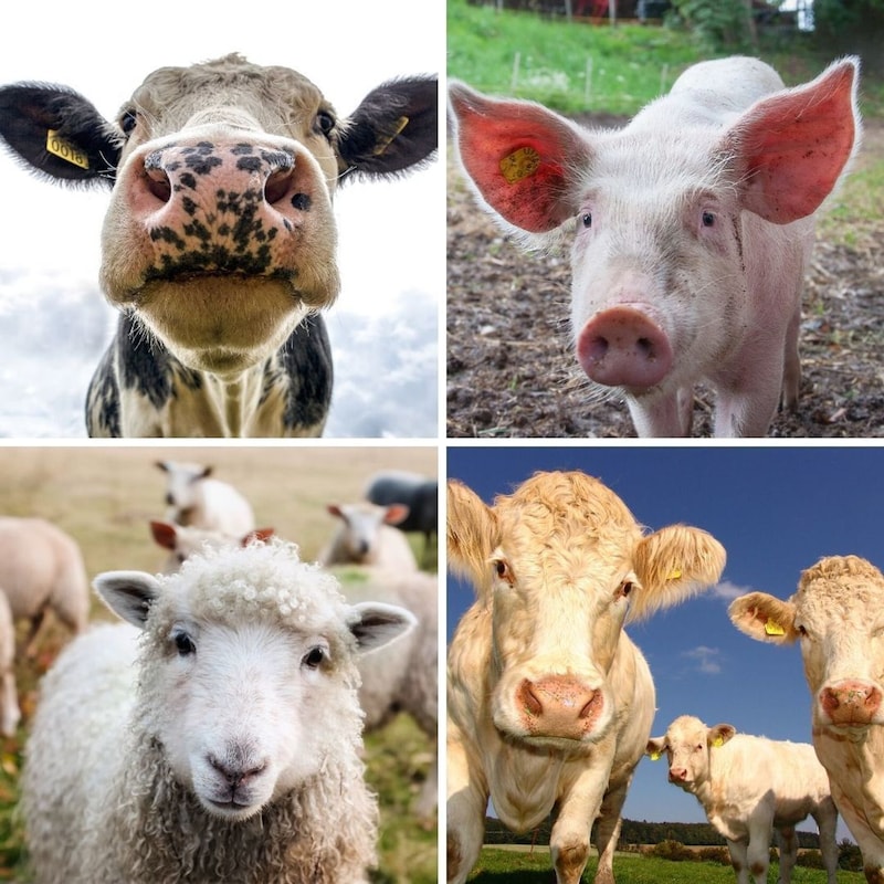 Artwork for podcast AHDB Food & Farming