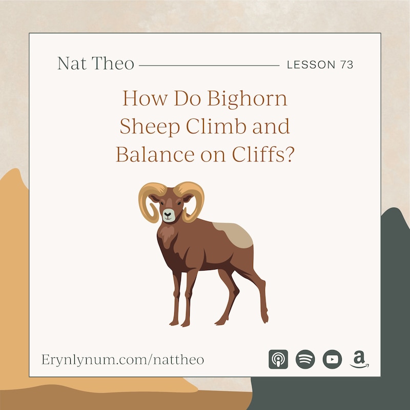 Artwork for podcast Nat Theo Nature Lessons Rooted in the Bible