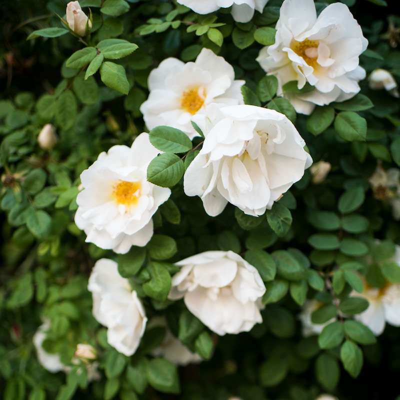 Artwork for podcast The Autoimmune Wellness Podcast