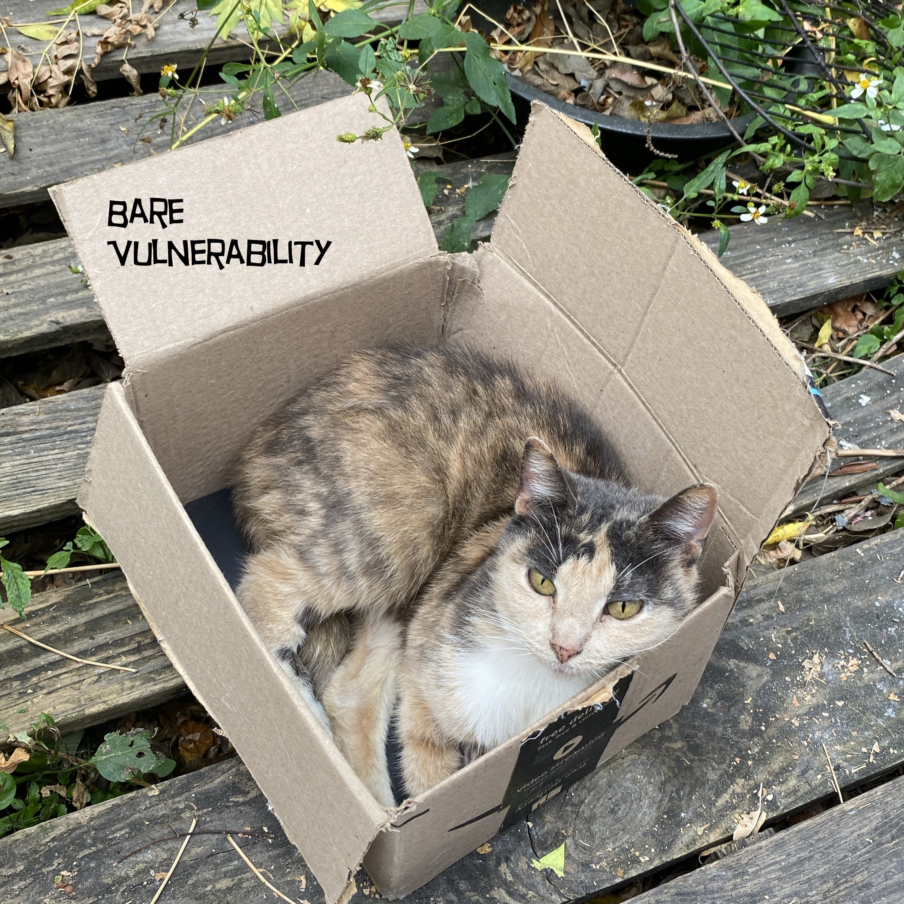 Episode 164 - Bare Vulnerability