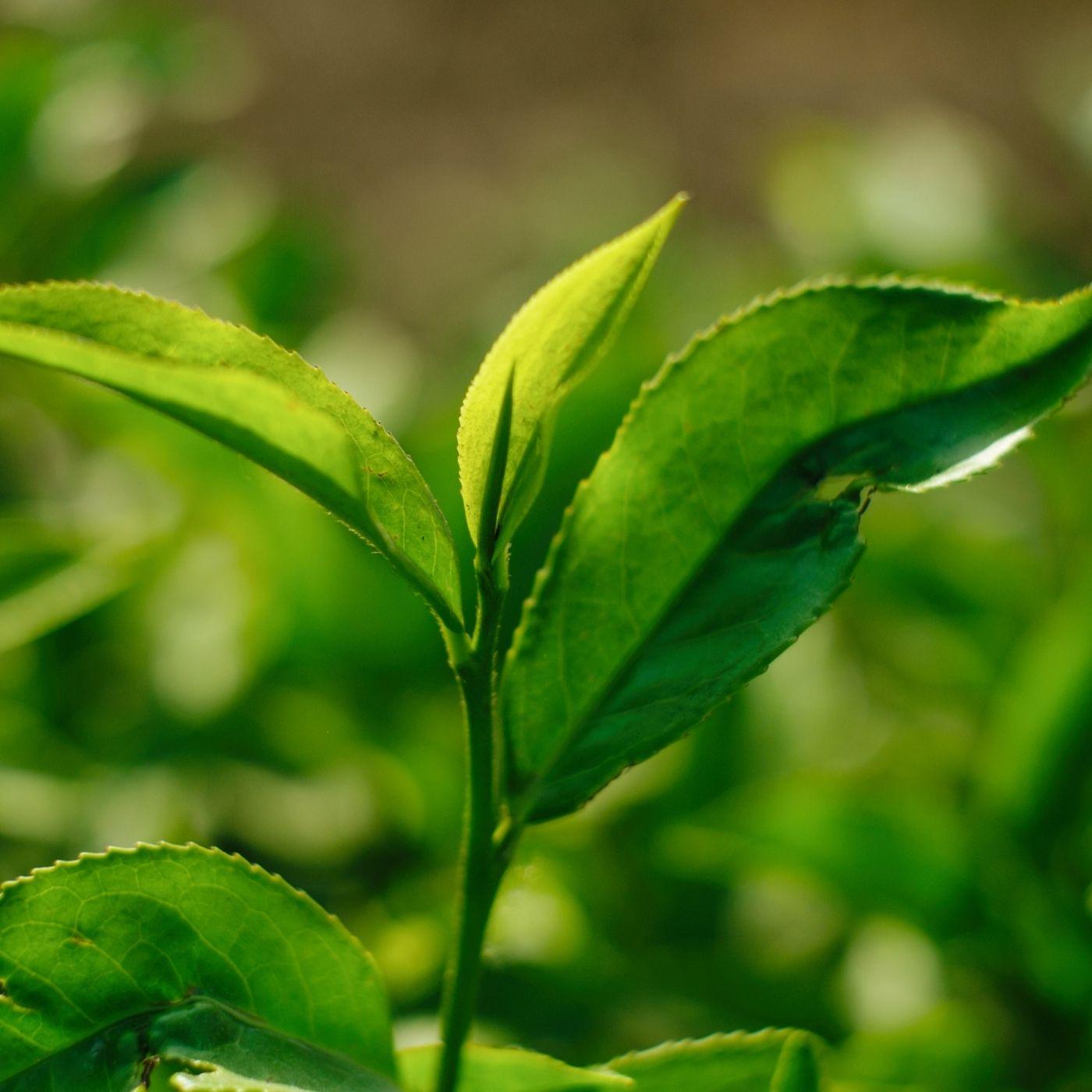 Where to Buy Camellia Sinensis (Tea) Plants? Where to Buy Camellia Sinensis (Tea) Plants?