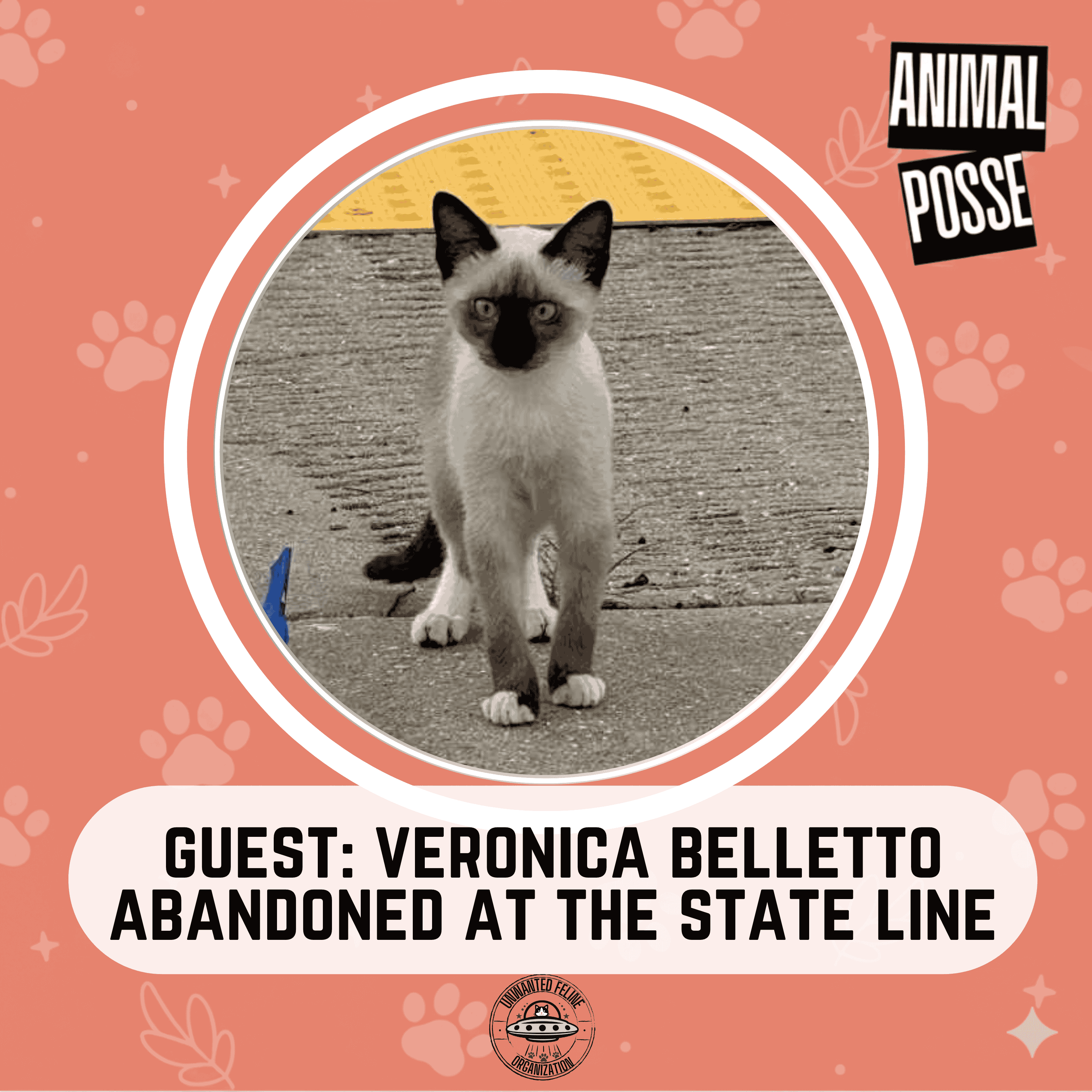 Abandoned at the State Line: The Welcome Center Cats