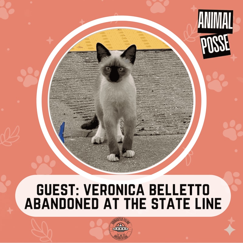 Artwork for podcast Animal Posse