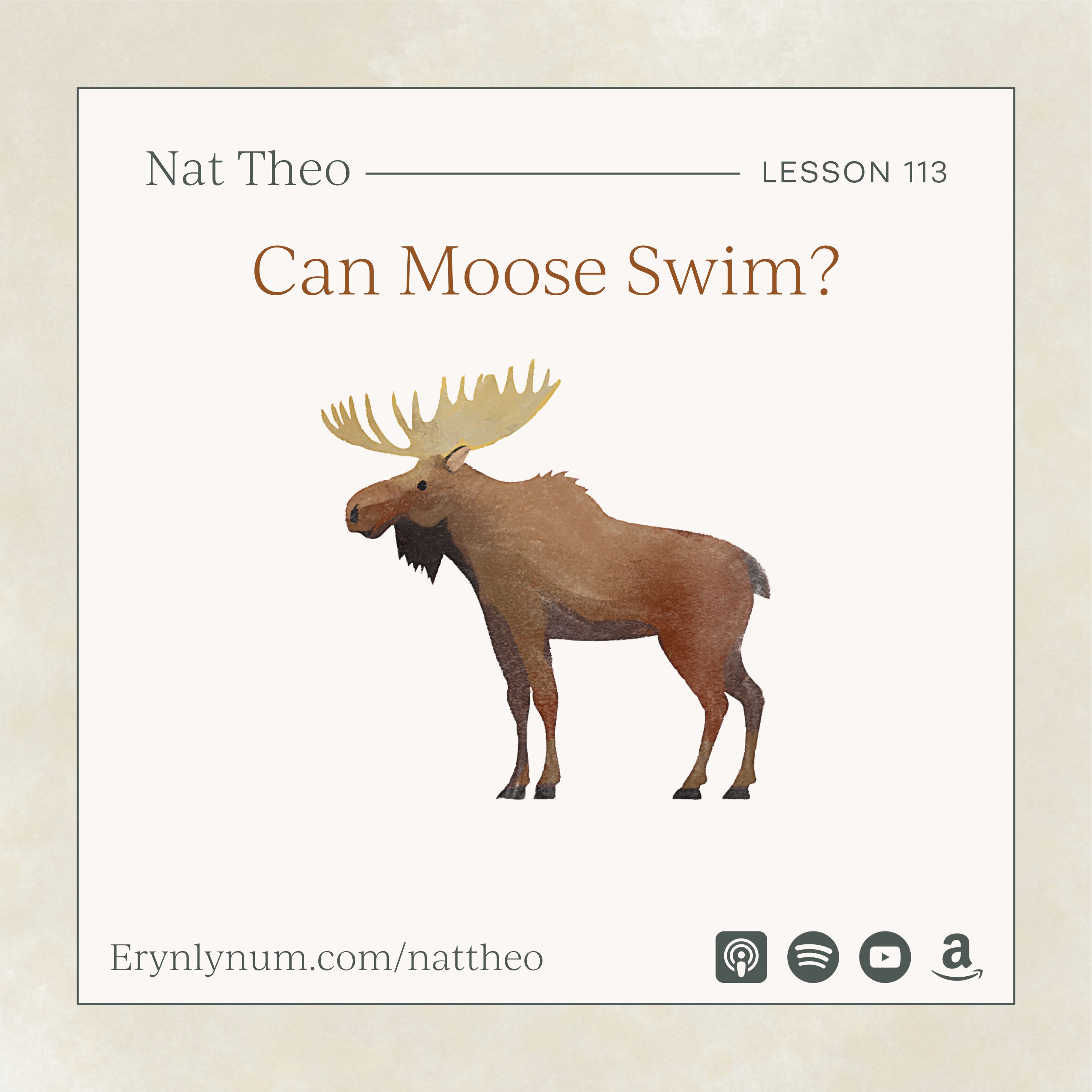 Can Moose Swim? Lesson 113
