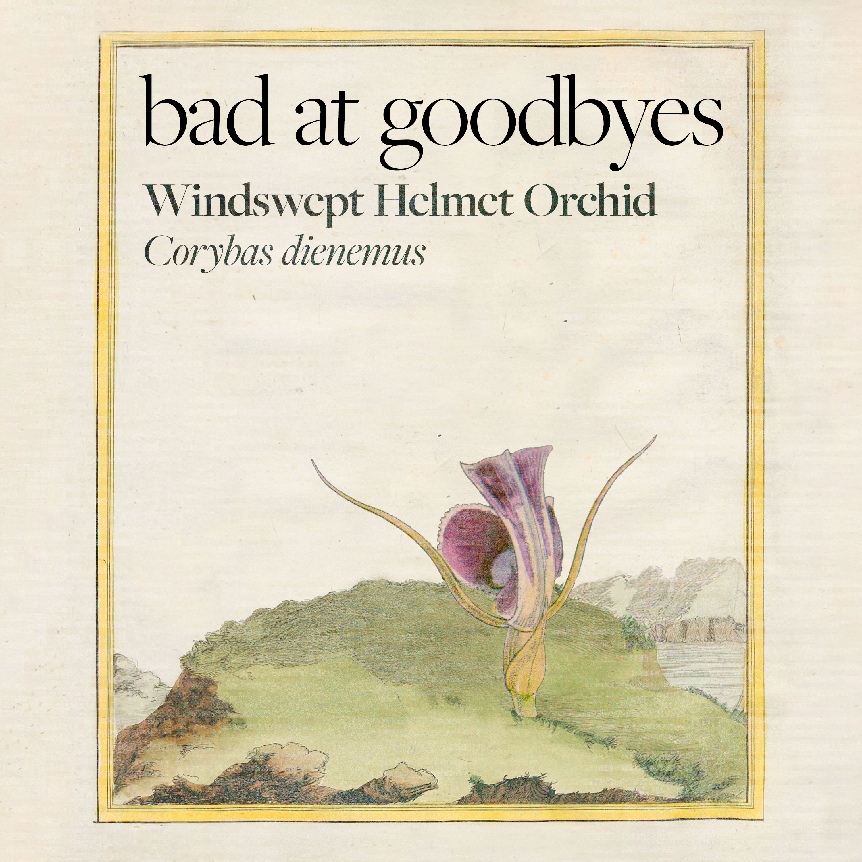 Windswept Helmet Orchid episode artwork