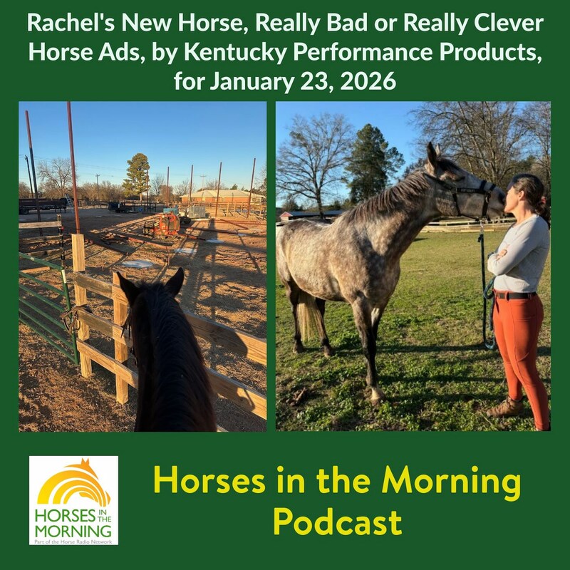 Artwork for podcast Horses in the Morning