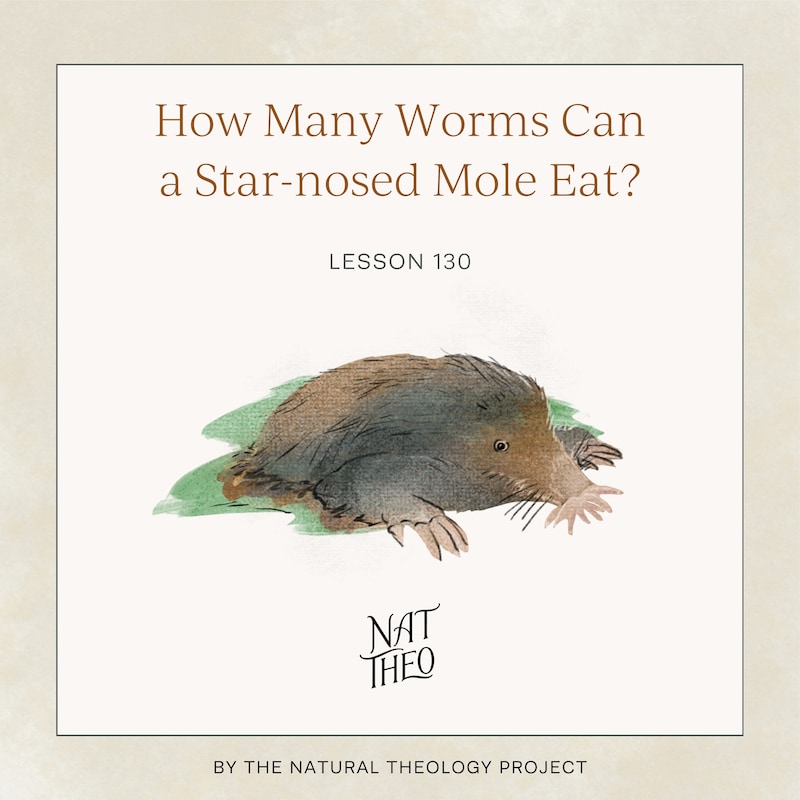 Artwork for podcast Nat Theo Nature Lessons Rooted in the Bible