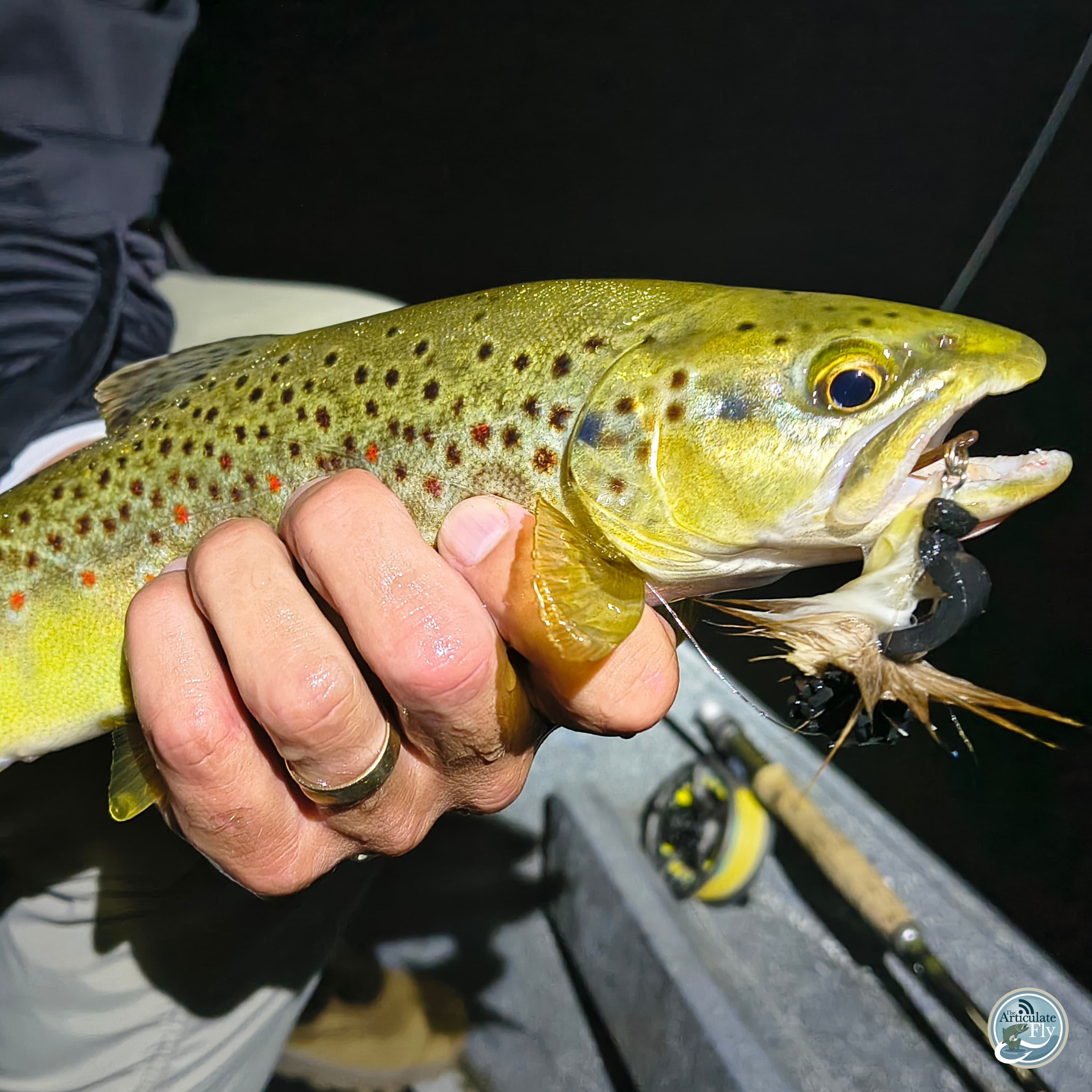 S7, Ep 68: East Tennessee Adventures: Navigating Summer Flows with Ellis Ward