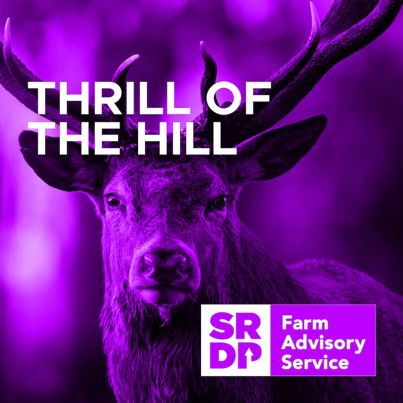 Artwork for podcast Thrill Of The Hill