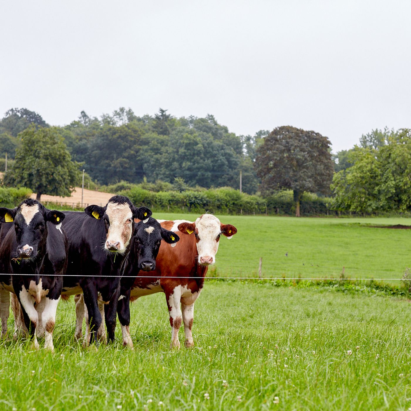 AHDB Food & Farming
