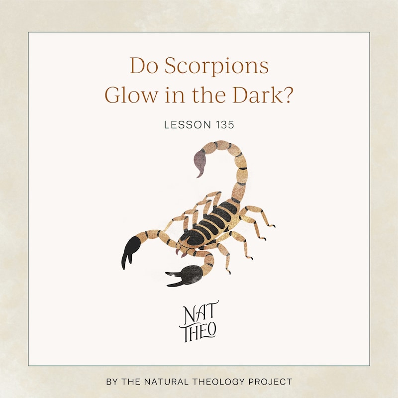 Artwork for podcast Nat Theo Nature Lessons Rooted in the Bible