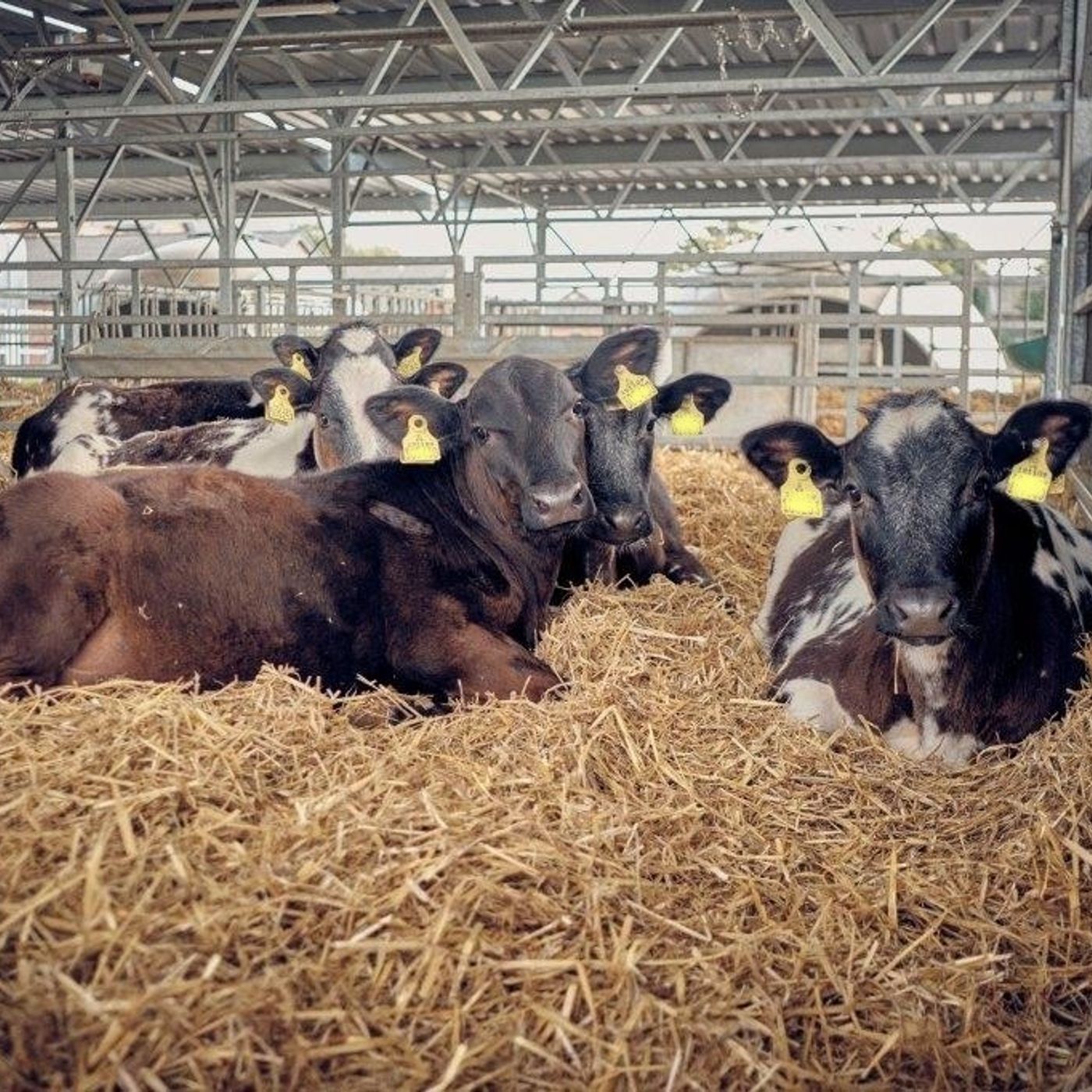 AHDB Food & Farming