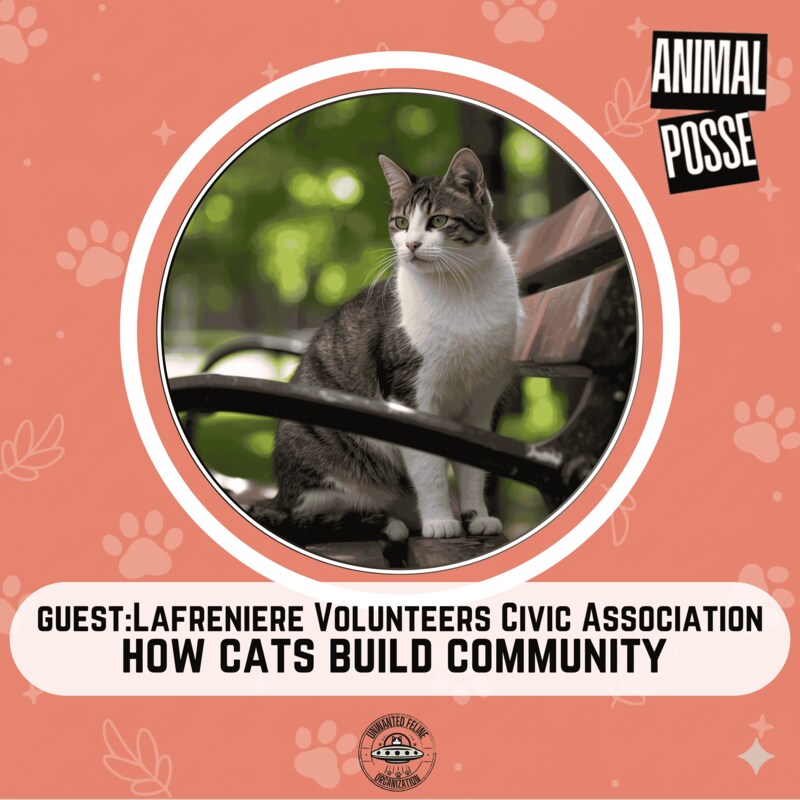 Artwork for podcast Animal Posse