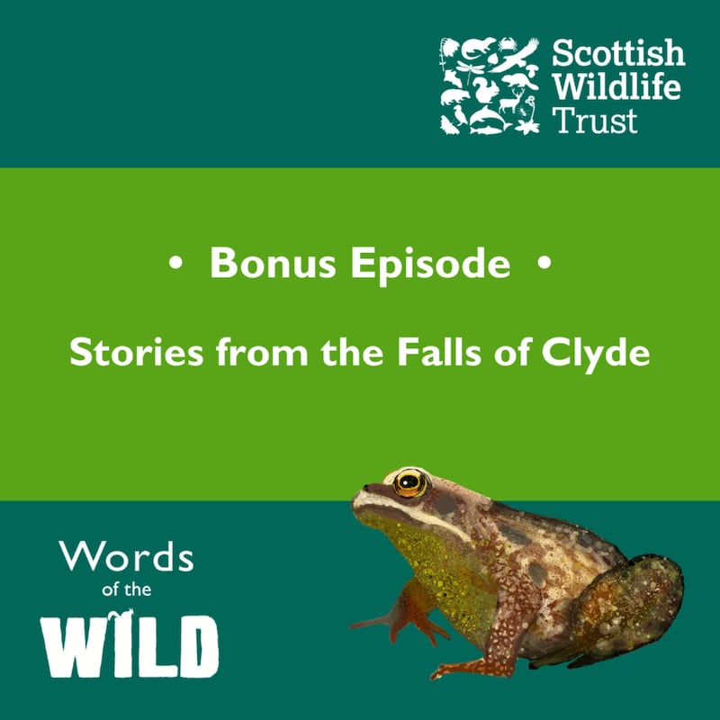 Artwork for podcast Words of the Wild