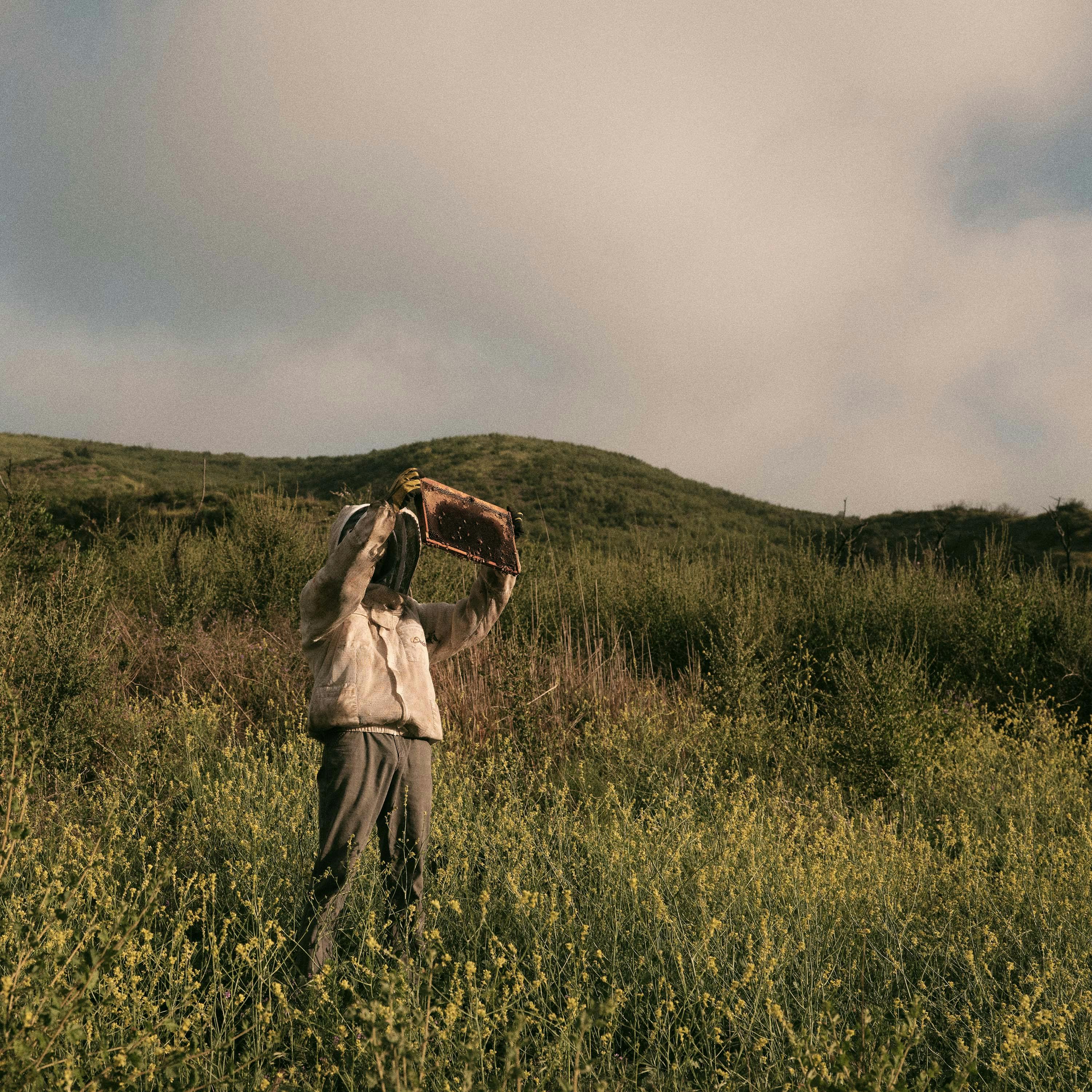 Telling the Bees – Emily Polk