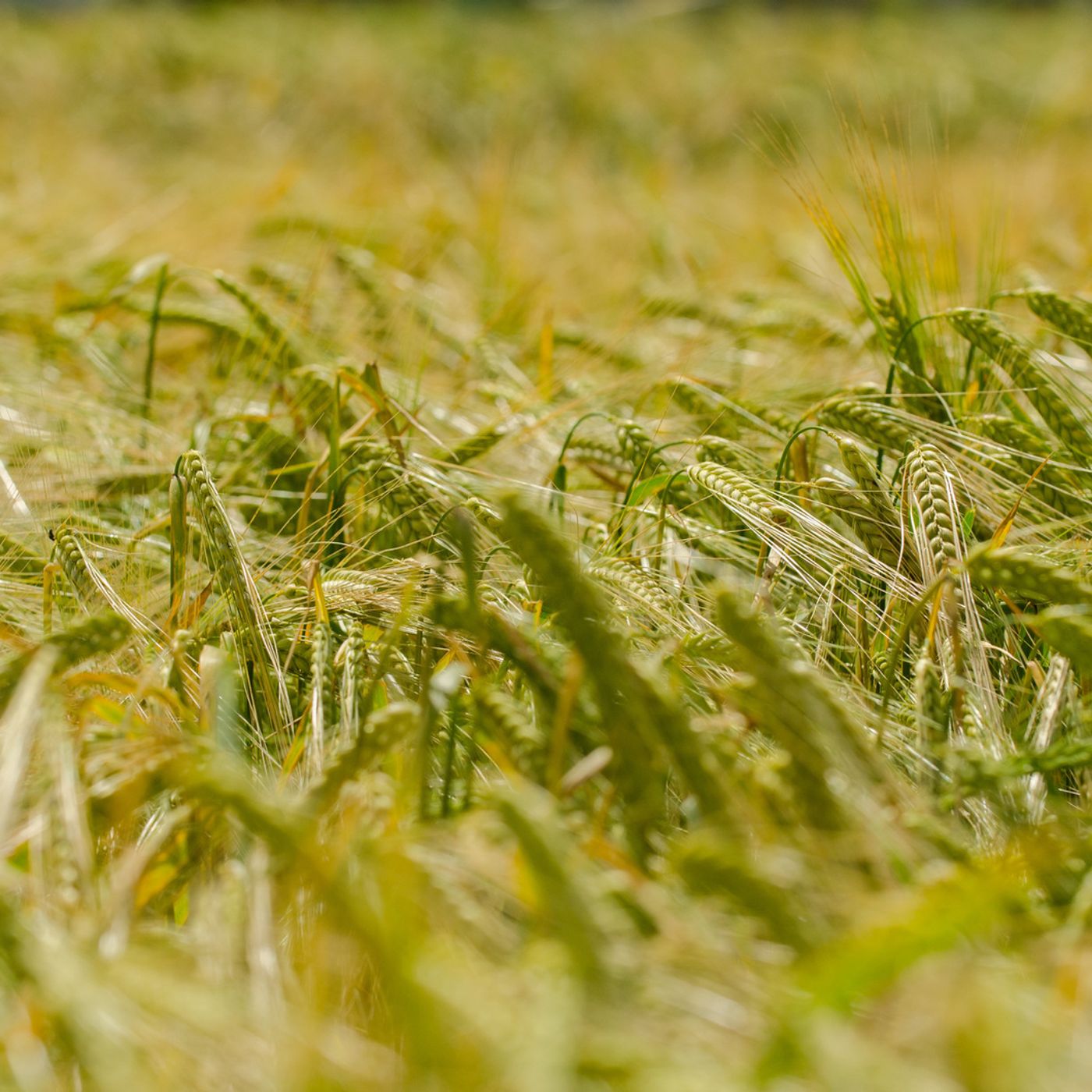 AHDB Food & Farming