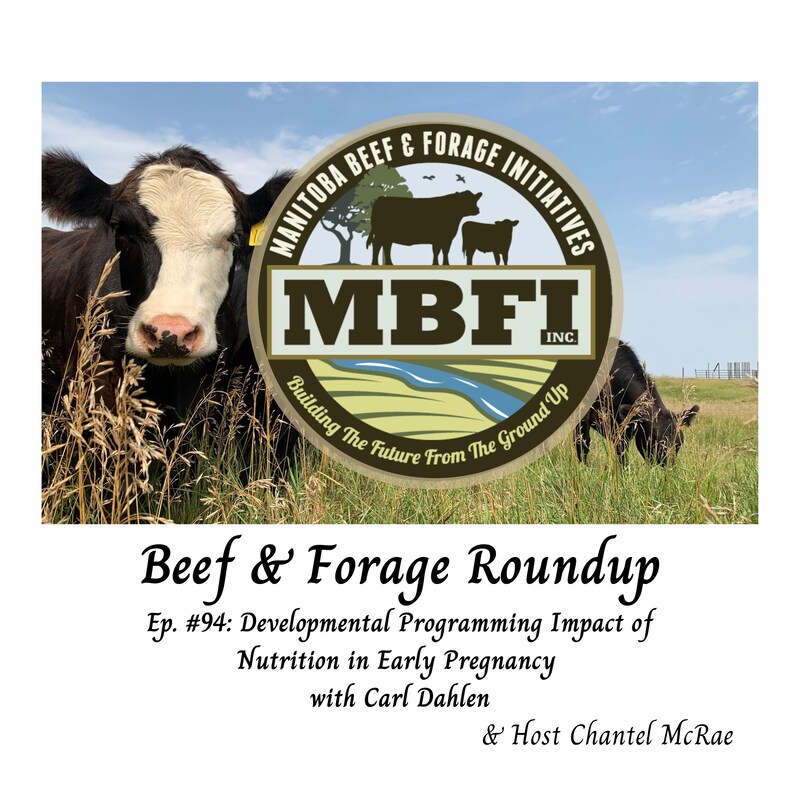 Artwork for podcast Beef and Forage Roundup