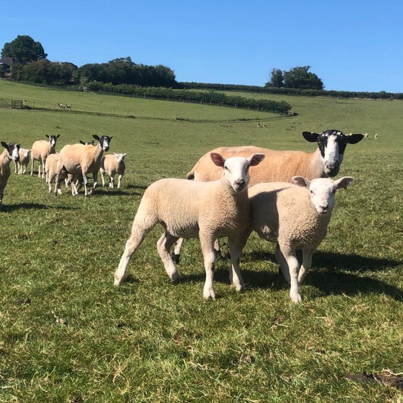 AHDB Food & Farming