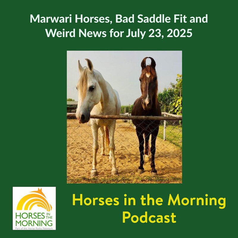Artwork for podcast Horses in the Morning