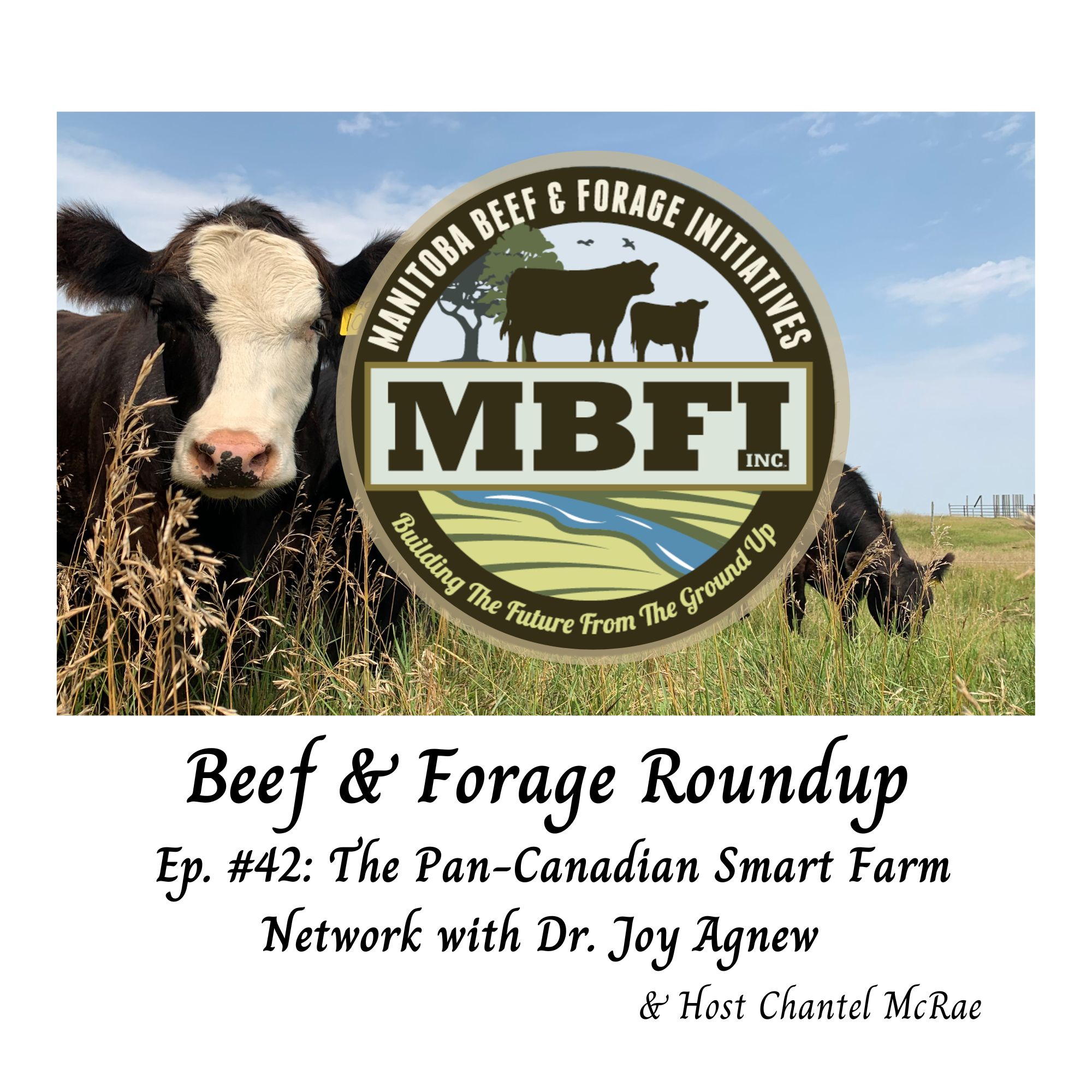 Beef and Forage Roundup