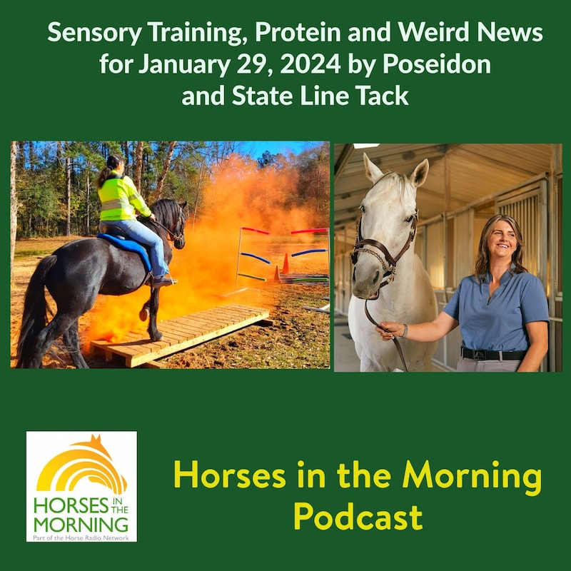 Artwork for podcast HORSES IN THE MORNING