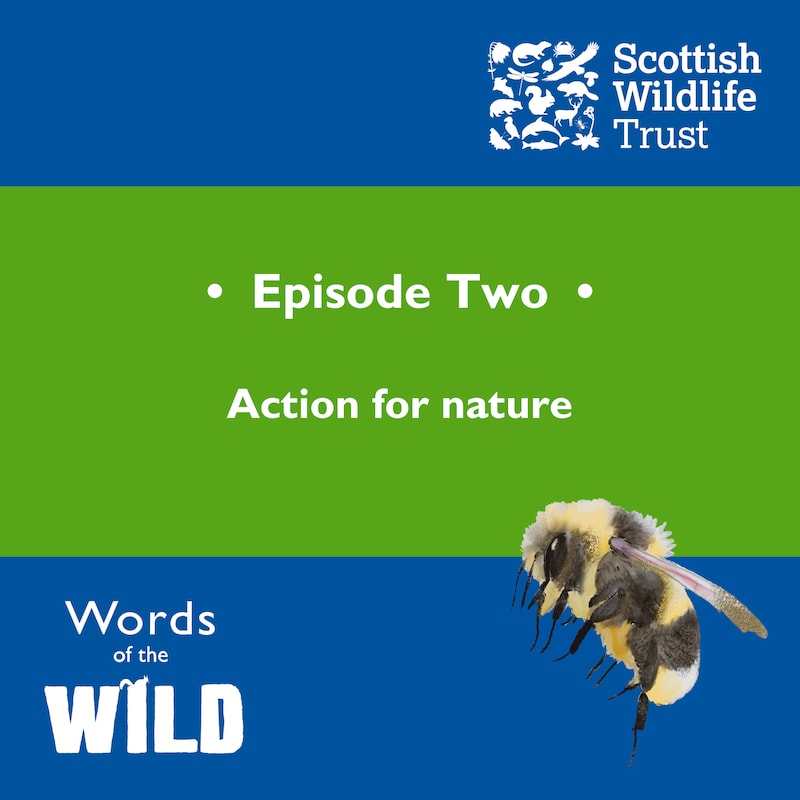 Artwork for podcast Words of the Wild