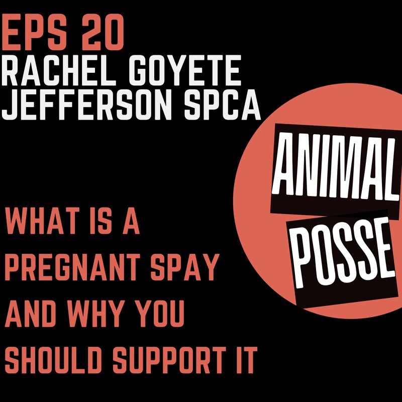Artwork for podcast Animal Posse