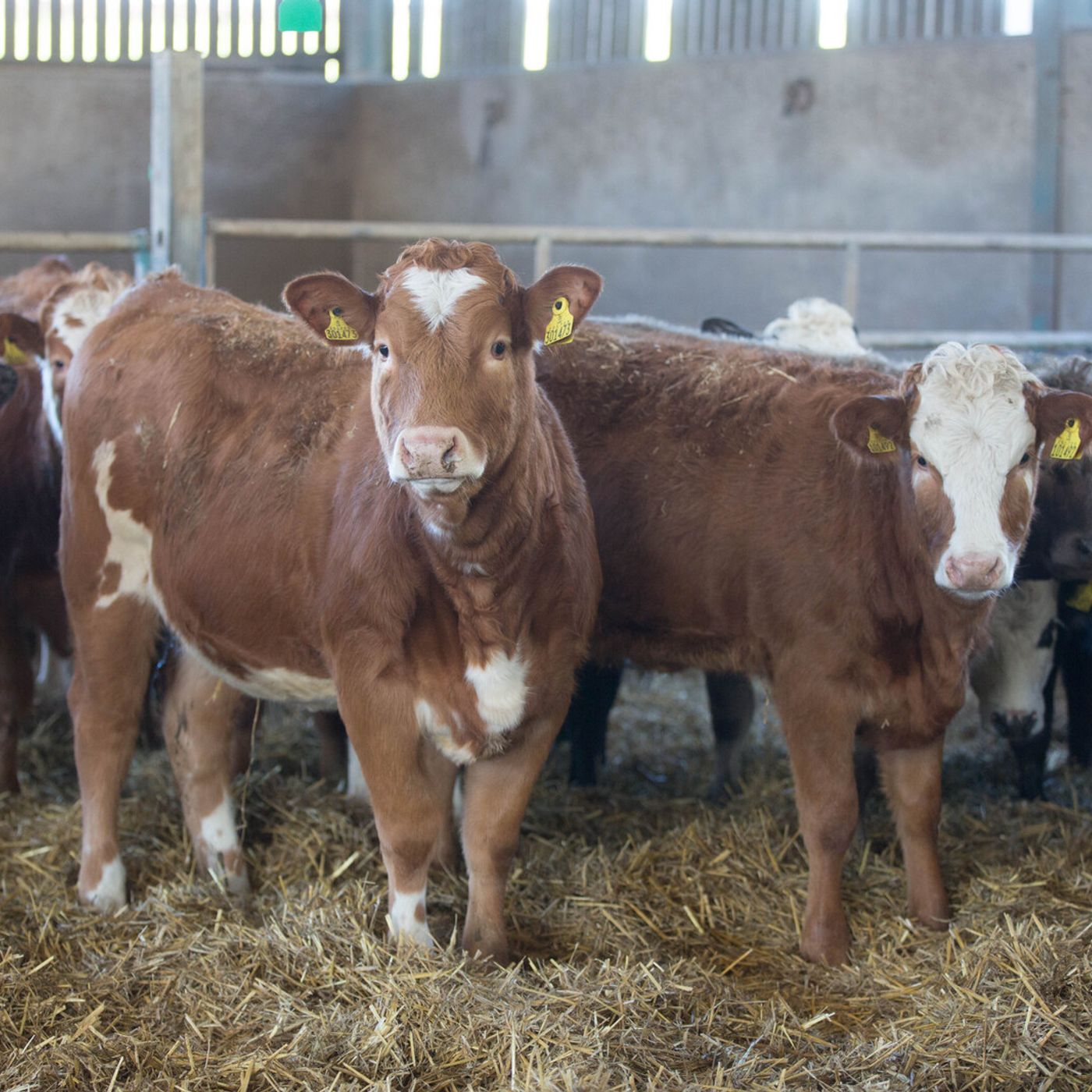 AHDB Food & Farming