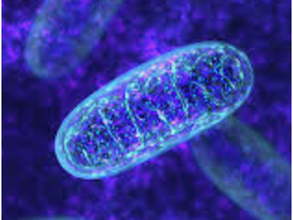 Sound Health Options - Richard ~ TalkToMeGuy & Sharry Edwards