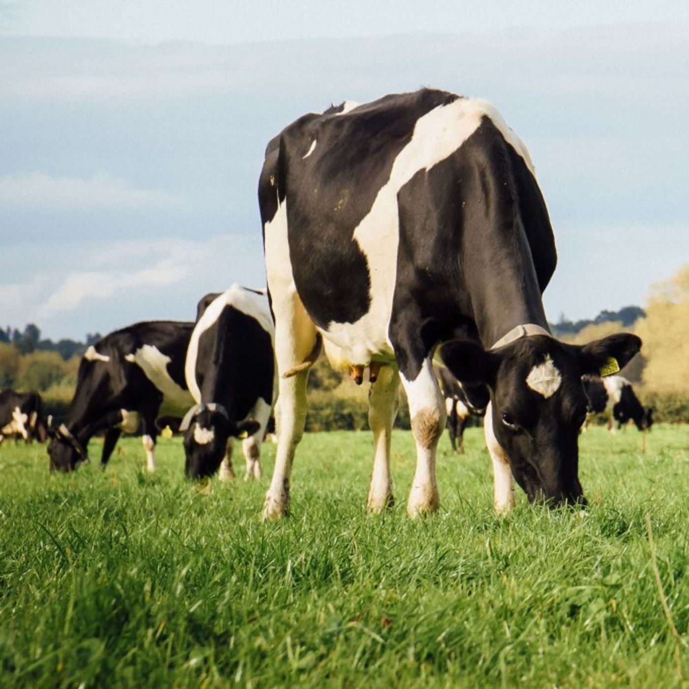 AHDB Food & Farming