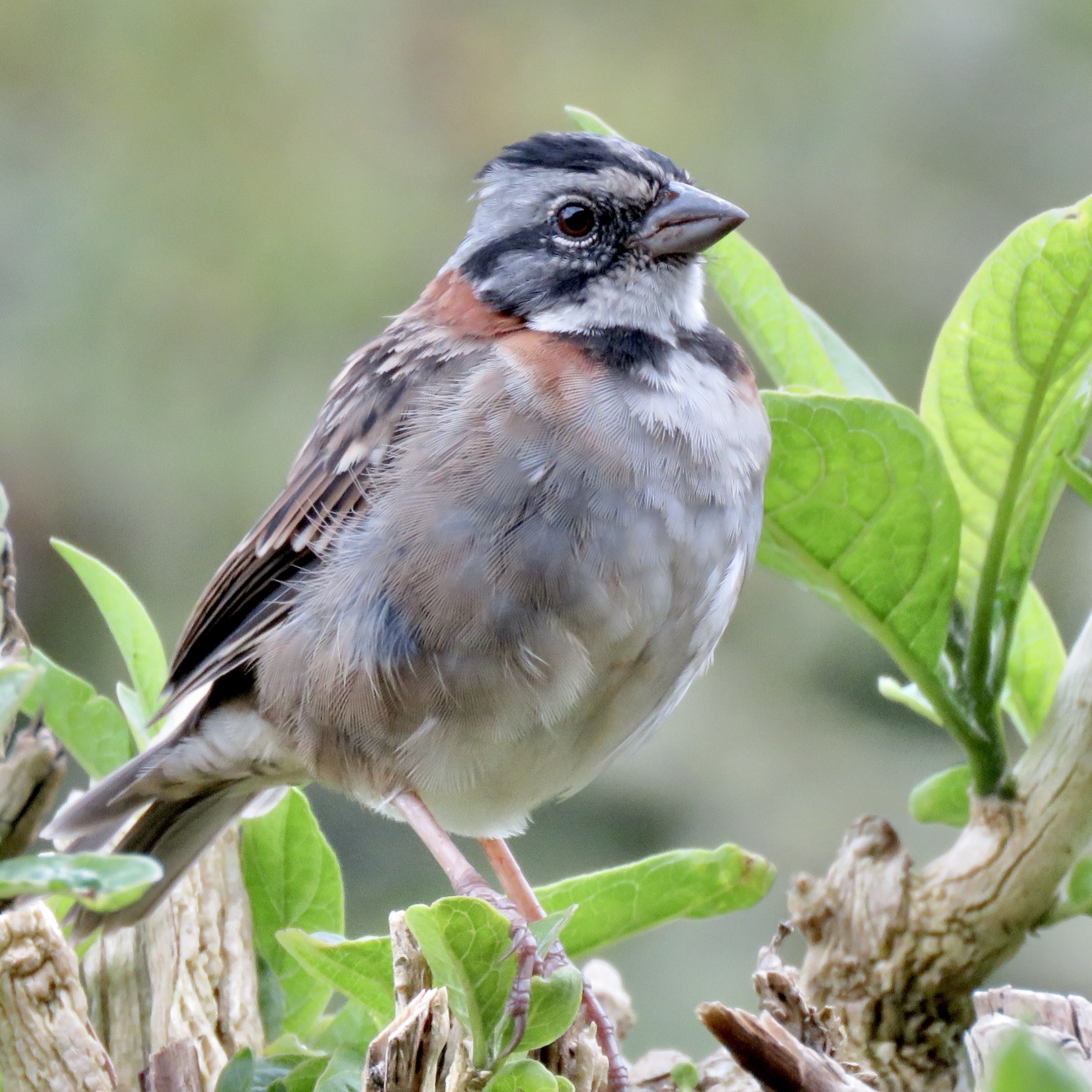 Copey Learning Center Podcast