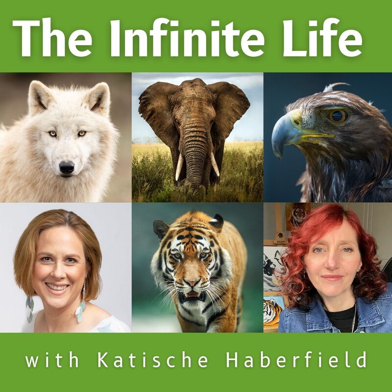 Artwork for podcast The Infinite Life with Katische Haberfield