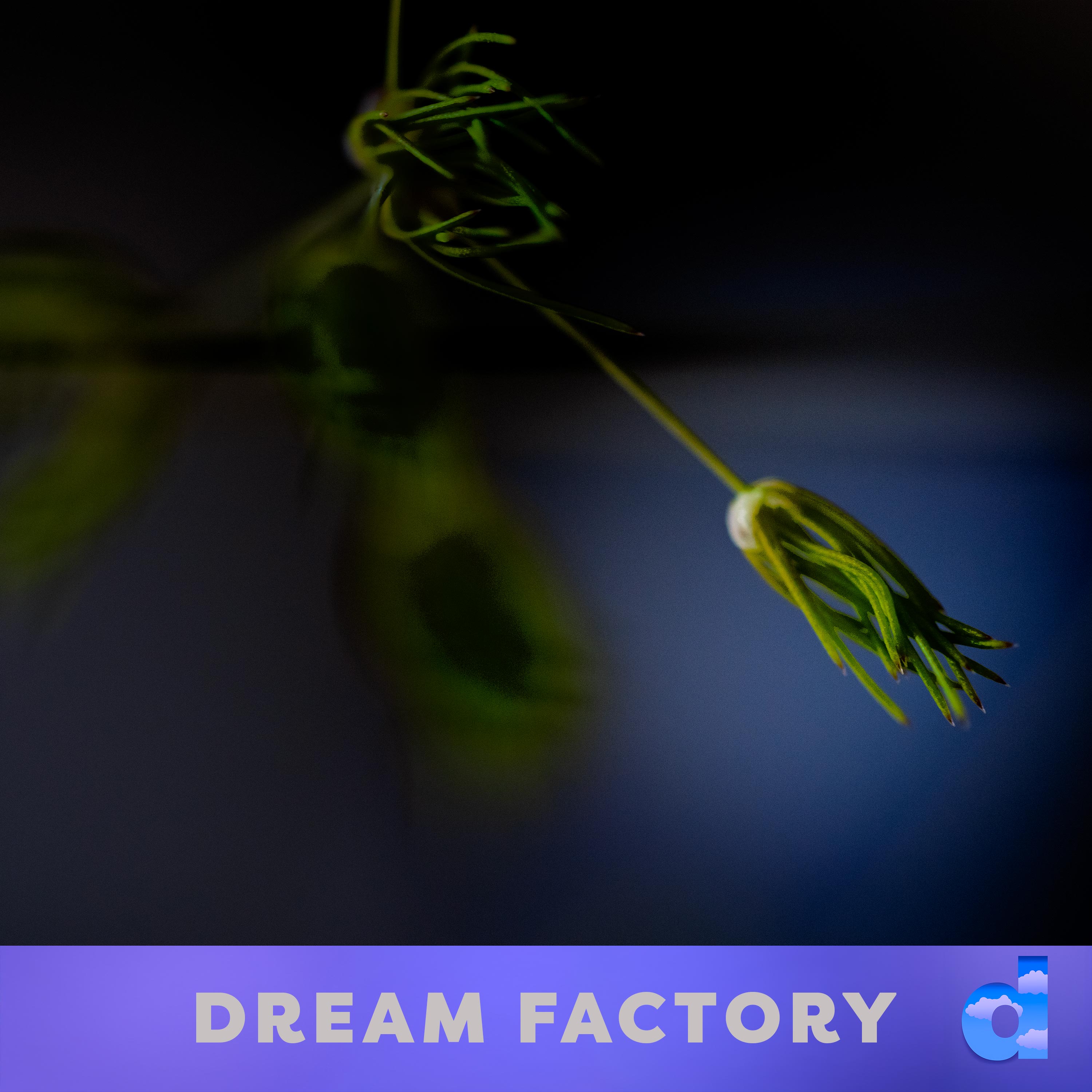Dream Factory DK