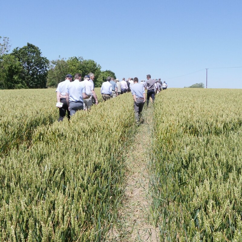 Artwork for podcast AHDB Food & Farming