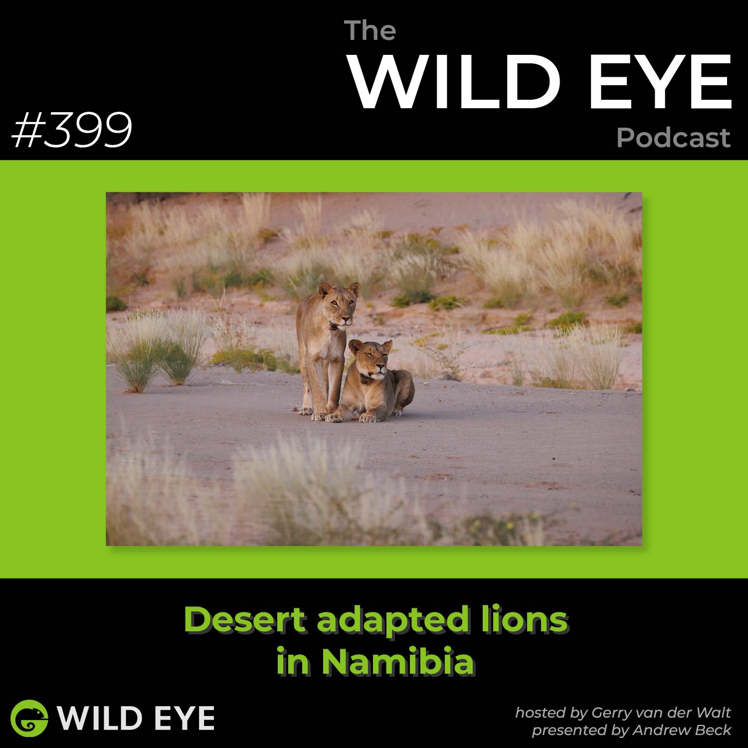 #399 - Desert adapted lions in Namibia